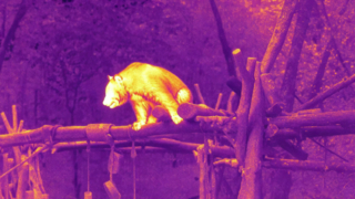 The panda wants to play swing. #infrared #shorts #episode2