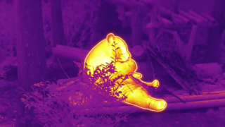 Panda eats bamboo #ThermaImage #InfraredPanda #Episode1