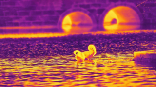 Infrared Swan - Taken with 640x512/12µm Infrared Camera Module #shorts #infrared #thermalimaging