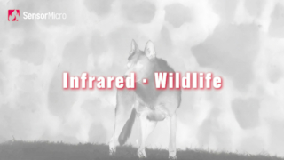 Exploring the Infrared Wildlife with 640*512 and 1280*1024 Thermal Camera